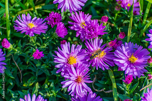 Purple flowers of asters  on a flowerbed outside