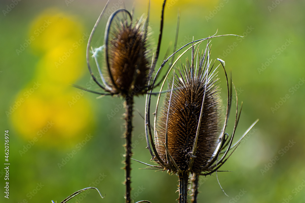 Dry thistle in the field in autumn season. Dry thistle in the field in autumn season.