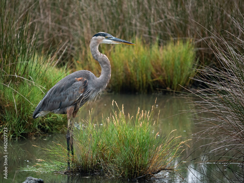 great blue heron standing in the marsh