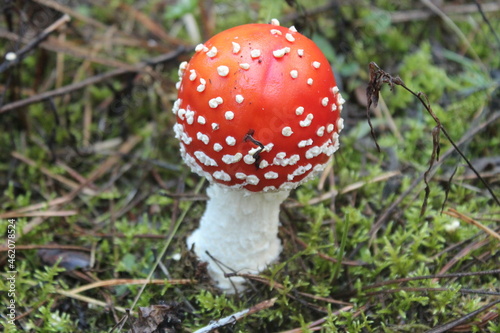 Amanita in the grass in the forest 