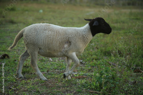 conde, bahia, brazil - october 6, 2021: raising sheep on a farm in the countryside of the town of Conde, north coast of Bahia. photo