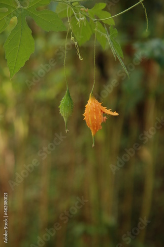 conde, bahia, brazil - october 8, 2021: Melao de Sao Caetano fruit - Momordica macrophylla - is seen in a rural area in the town of Conde. photo