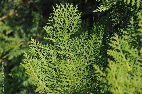 close up of a fir
