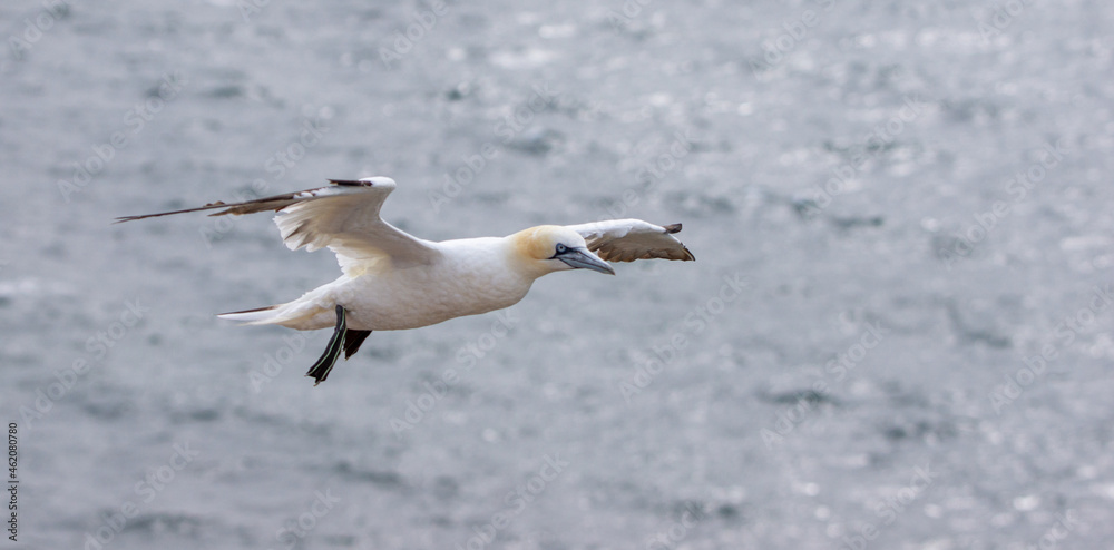 Obraz premium Basstölpel