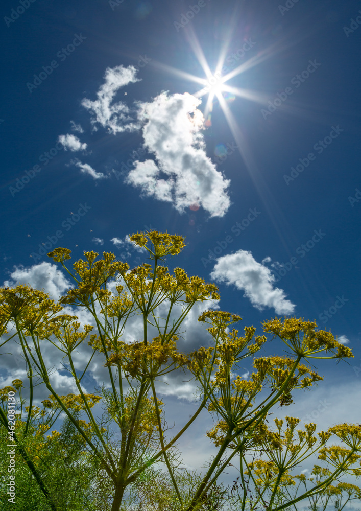 Dill (Anethum graveolens) plant flowers and sky landscape. Dill (Anethum graveolens) plant flowers and sky landscape.