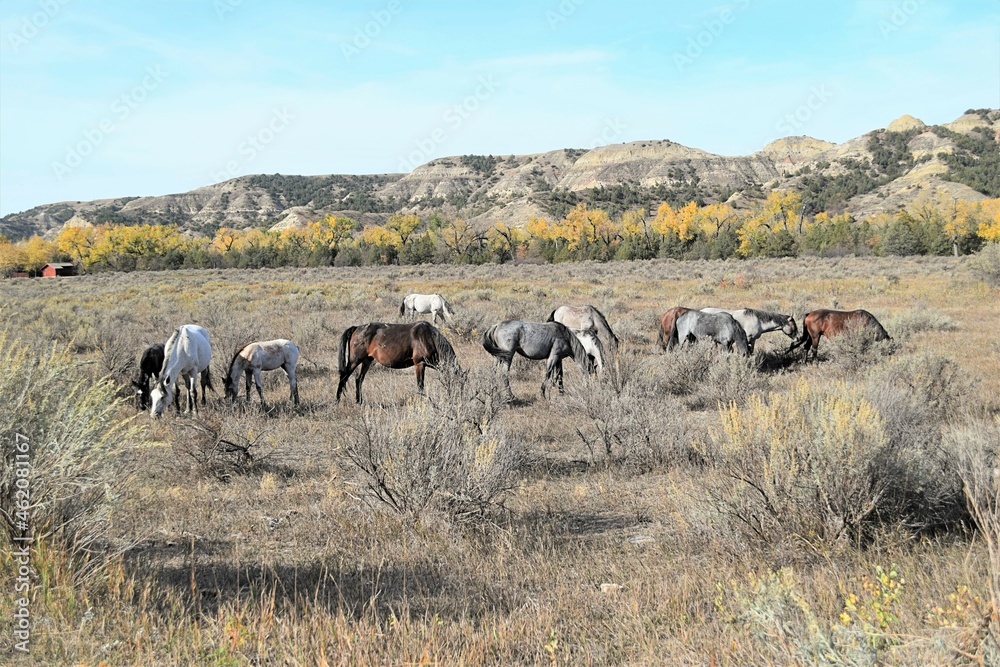 Herd of wild horses grazing at Theodore Roosevelt National Park