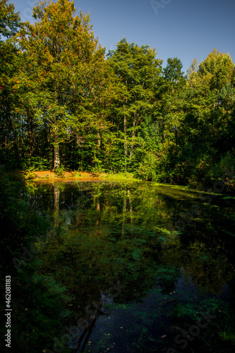 Spiegelungen im Waldsee, Bad Berka / Thüringen photo