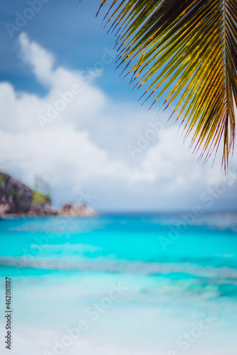 Palm branch against blue ocean, blurred background, summer abstract backdrop design, beach vacation travel exotic tropical holiday concept