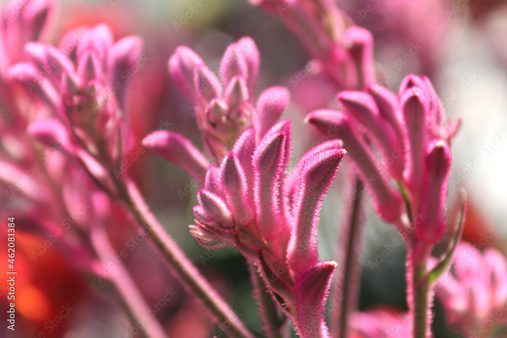 Closeup of the fuzzy petals on a Kangaroo Paw plant Closeup of the fuzzy petals on a Kangaroo Paw plant