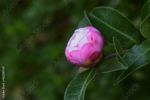 Sasanqua flower bud. Theaceae evergreen tree. The flowering season is from late autumn to early winter. 