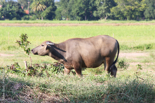 buffalo eating grass on field