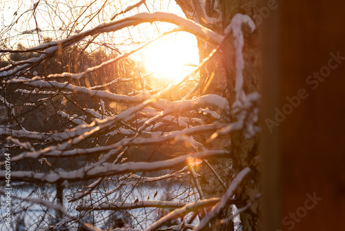 Snow on the branches of a tree in the rays of the rising sun. Winter sunrise. Winter, pre-Christmas weather.