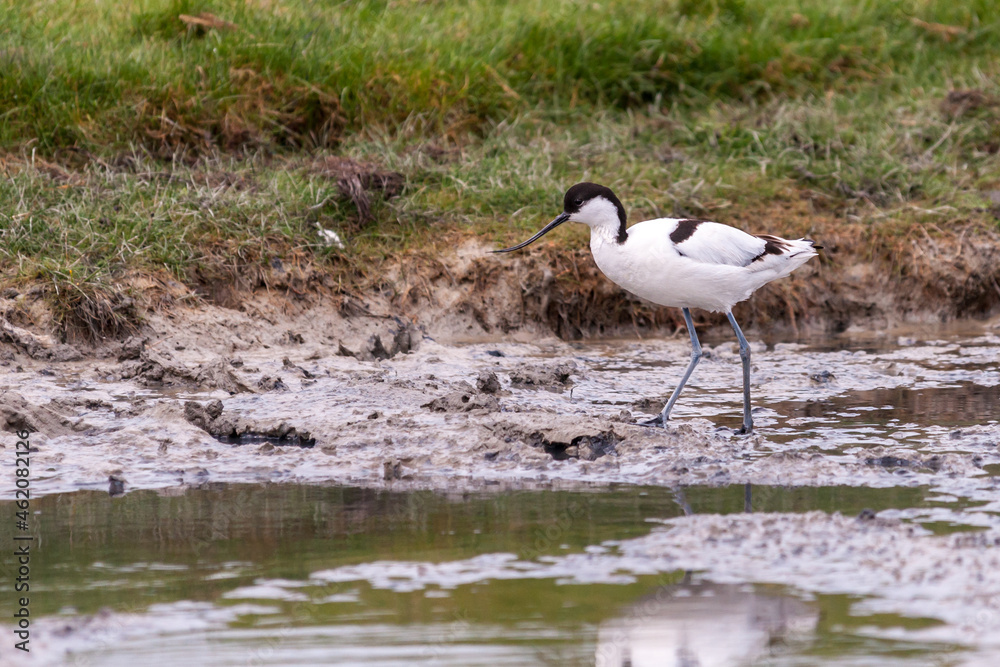 Une avocette élégante dans la réserve naturelle de sur l'île de Texel au Pays-Bas. Une avocette élégante dans la réserve naturelle de sur l'île de Texel au Pays-Bas.