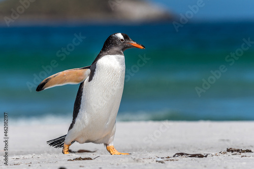 Un manchot papou sur une   le des Falkland.