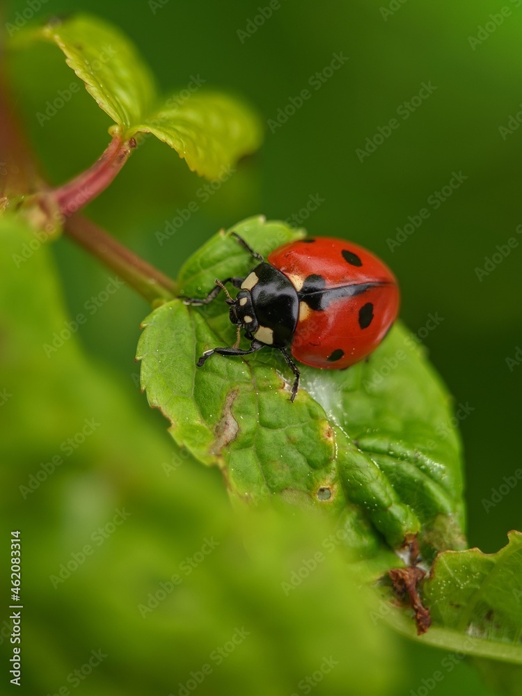 Fototapeta premium ladybug on a leaf