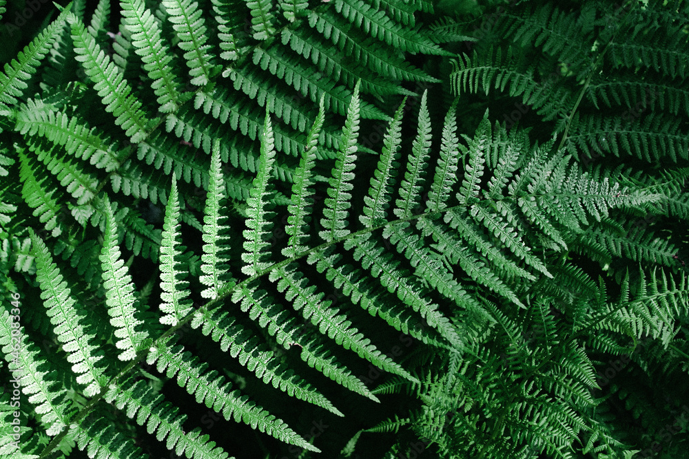 a green fern leaf in the forest. rich natural vegetation of the forest.