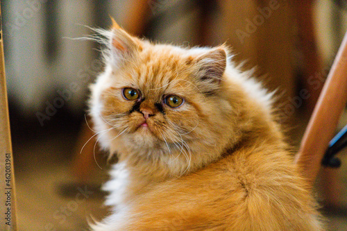 piękny rudy kot garfield