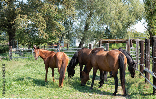 cavalli in un recinto che brucano erba fresca photo