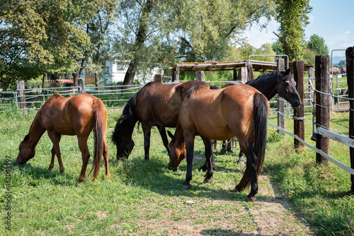 cavalli in un recinto che brucano erba fresca photo