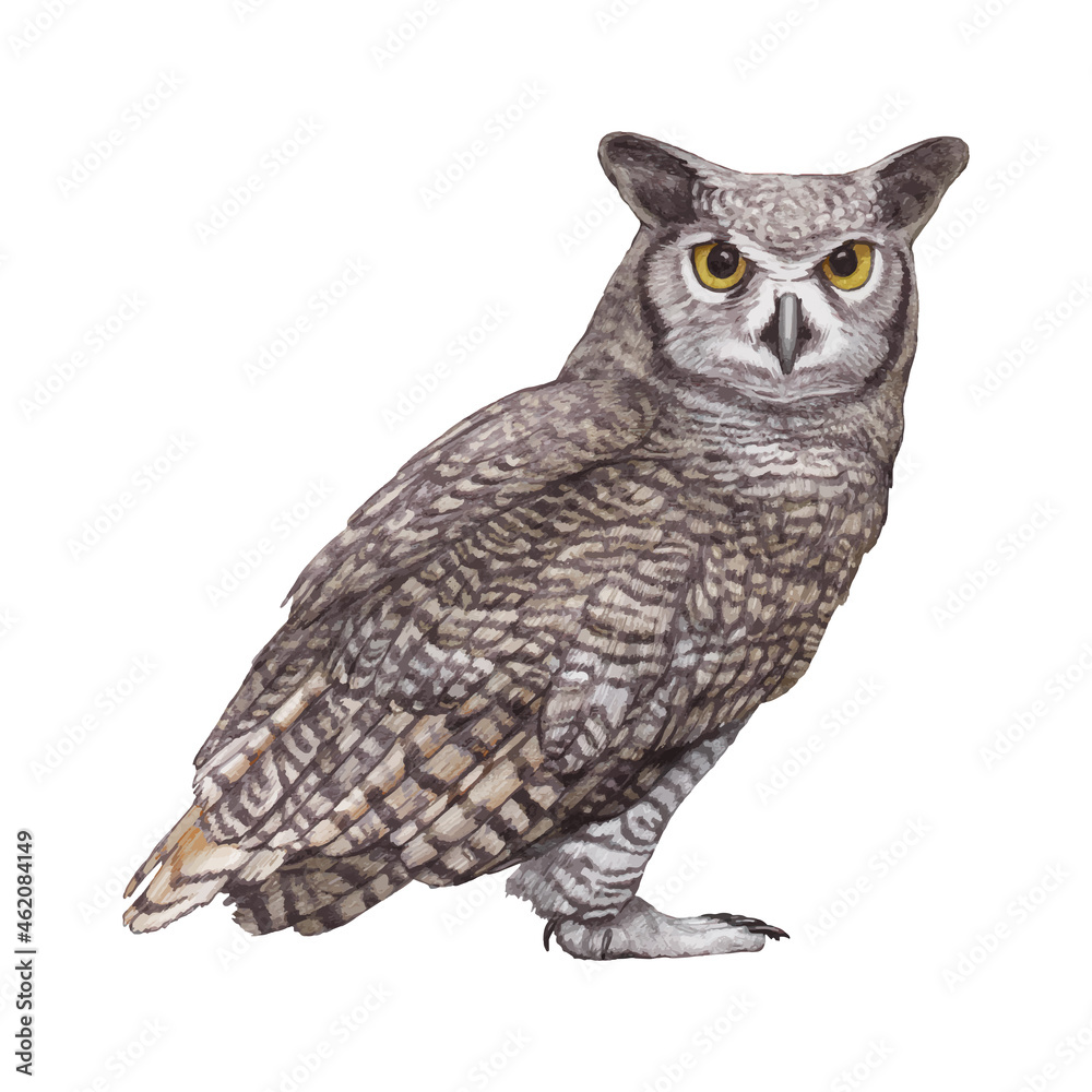 Naklejka premium Hand-drawn illustration of Owl, converted to vector