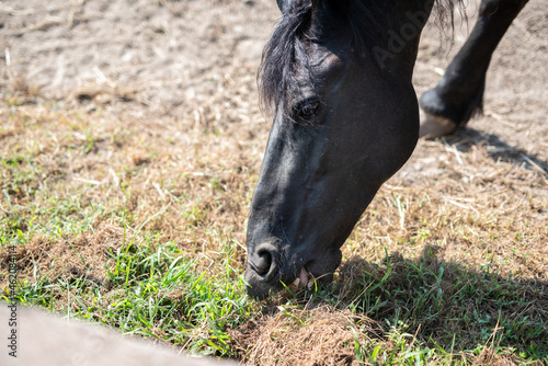 profilo di cavallo frisone nero nella campagna lombarda