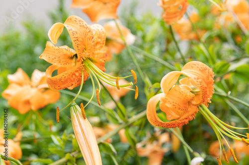 Tiger lily (lilium henryi) flowers in bloom photo