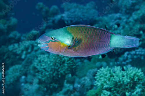 Fish of the Red sea. Daisy parrotfish