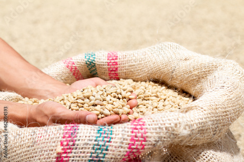 Taking a handful of dry coffee from a sack. Colombian coffee of good quality. Commercial agricultural concept.
