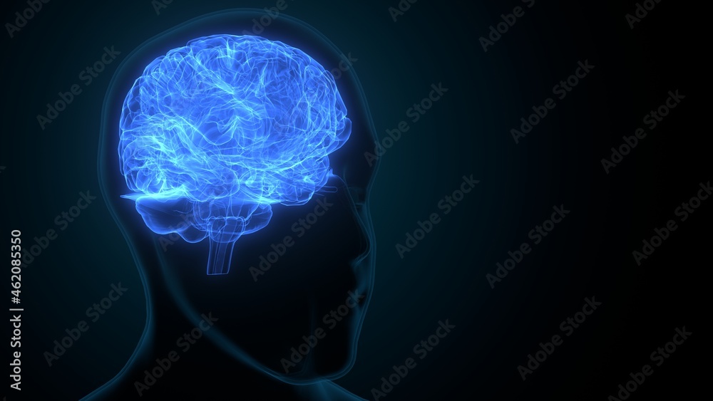 Obraz premium 3d illustration of human brain anatomy.