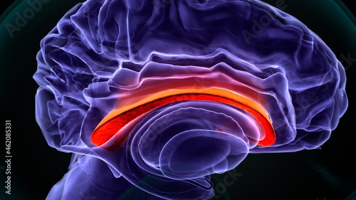 3d illustartion of human Brain Corpus callosum Anatomy. photo