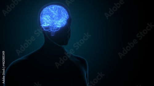 3d illustration of human brain anatomy.