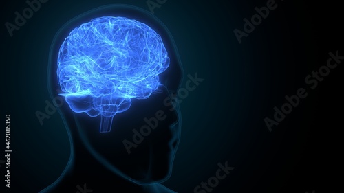 Fototapeta Naklejka Na Ścianę i Meble -  3d illustration of human brain anatomy.