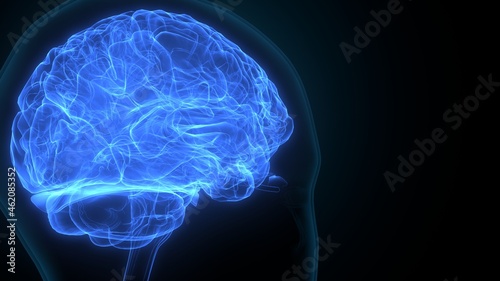 3d illustration of human brain anatomy.