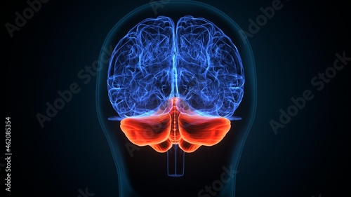 3d illustration of human brain thalamus anatomy. photo