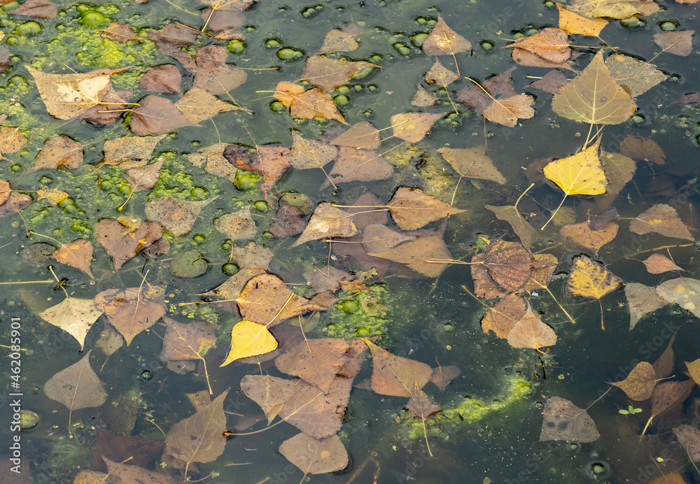 Colored leaves in a pond. Selective focus. Sunny autumn day. Autumn concept. Hello september october Colored leaves in a pond. Selective focus. Sunny autumn day. Autumn concept. Hello september october