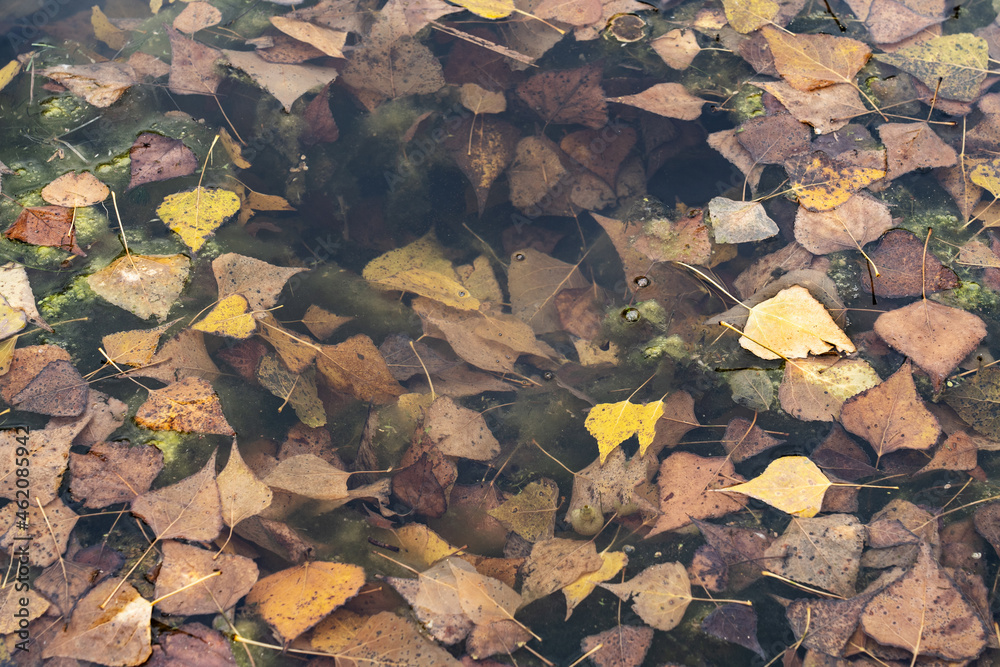 Colored leaves in a pond. Selective focus. Sunny autumn day. Autumn concept. Hello september october Colored leaves in a pond. Selective focus. Sunny autumn day. Autumn concept. Hello september october