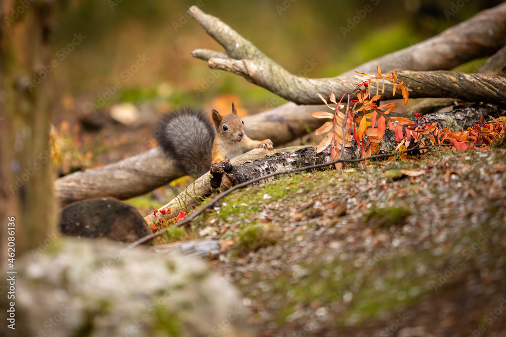 red squirrel sitting and eating in forest at autumn red squirrel sitting and eating in forest at autumn