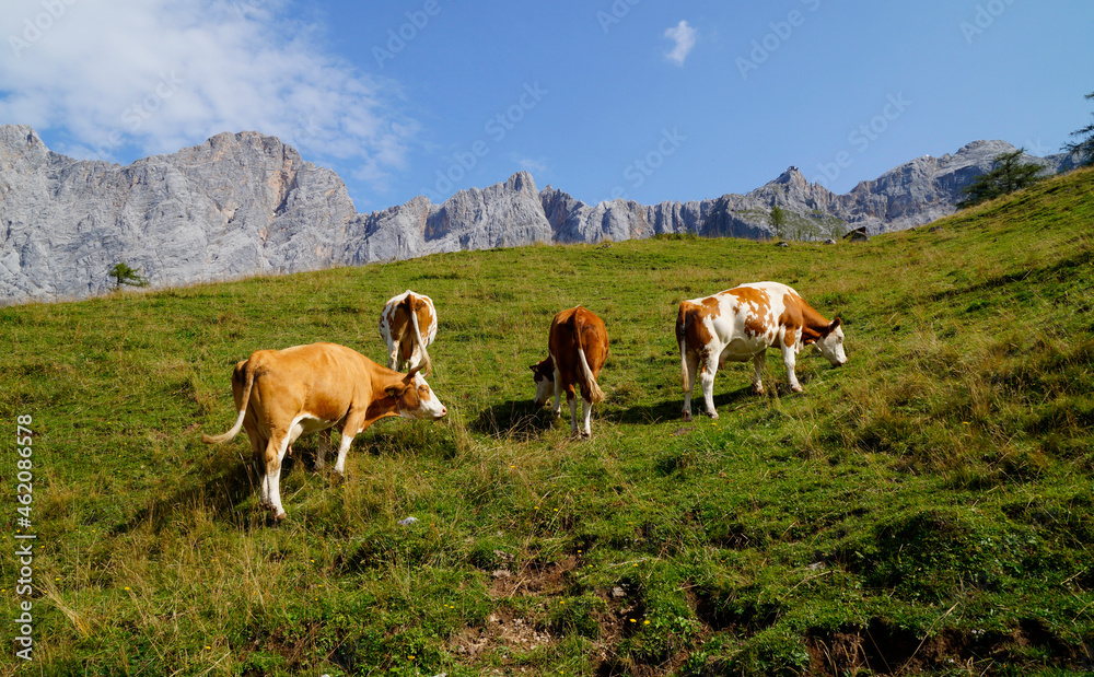 cows grazing in the Austrian Alps of the Dachstein region (Styria in Austria)	
