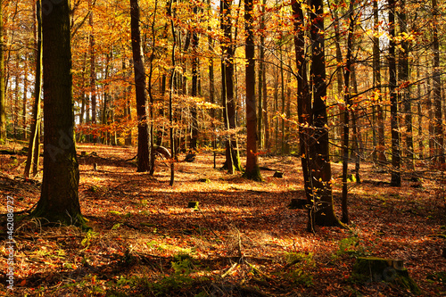 Colorful autumnal forest with the sun shining in. The ground is covered with dry leaves. Germany, Baden-Wurttemberg.