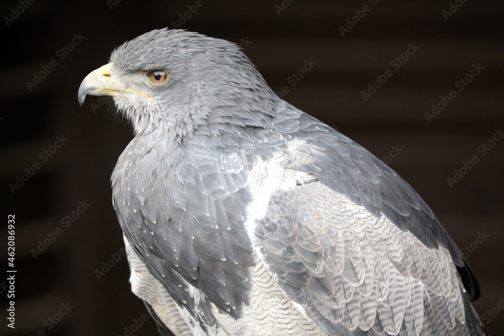 Fototapeta premium Sehr schöner Greifvogel