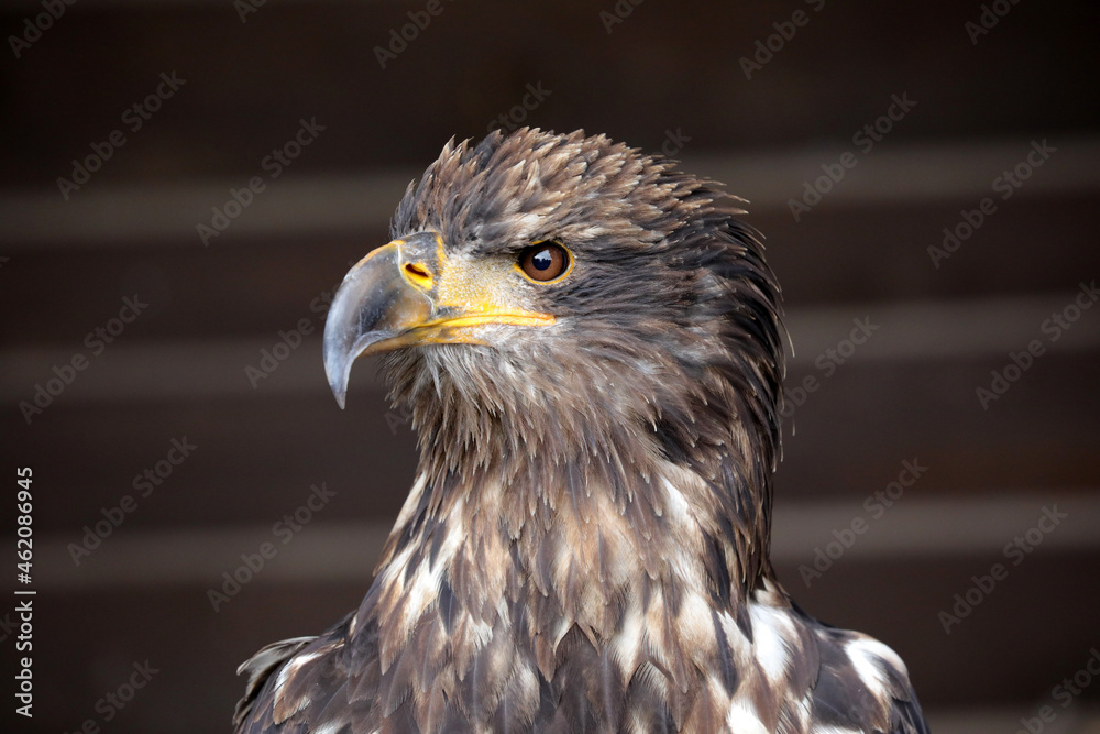 Obraz premium Sehr schöner Greifvogel