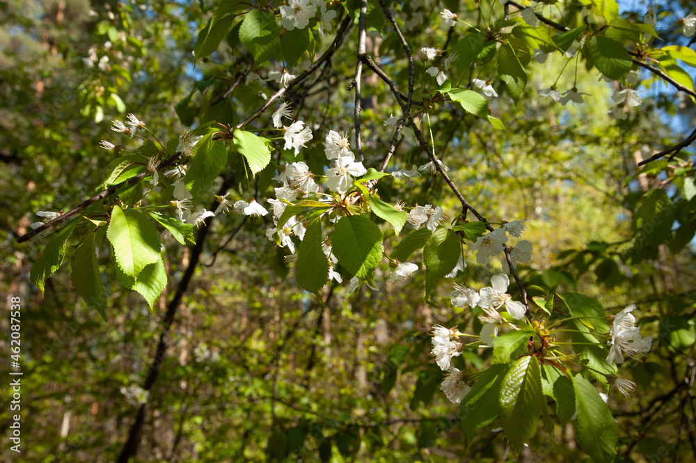 Fototapeta premium cherry blossom branch, selective focus
