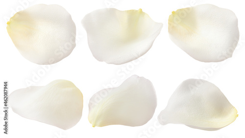 Rose petal, isolated on white background, clipping path, full depth of field