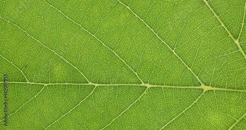 Close-up of green grape leaf texture. Rotation. Veined leaf texture
