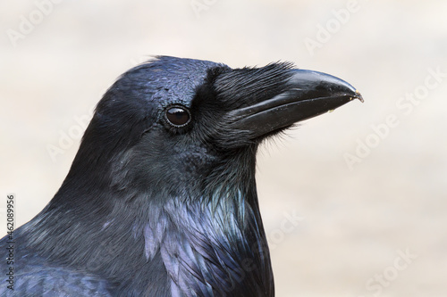 Portrait of a Common Raven. 