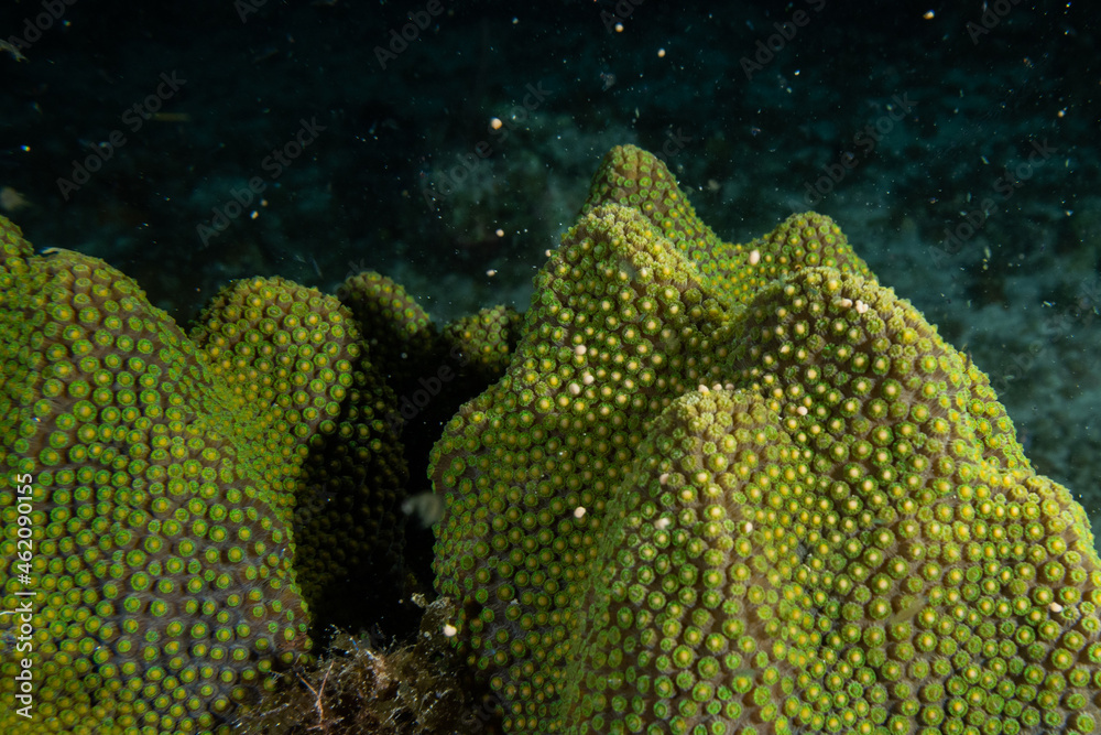 Star coral showing the early signs of coral spawning. The initial pieces of spawn are emerging from the coral and ready to take to the water column to spread and reproduce Star coral showing the early signs of coral spawning. The initial pieces of spawn are emerging from the coral and ready to take to the water column to spread and reproduce