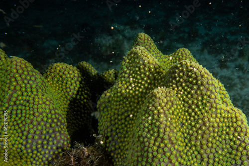 Star coral showing the early signs of coral spawning. The initial pieces of spawn are emerging from the coral and ready to take to the water column to spread and reproduce
