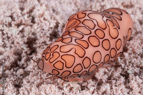 A flamingo tongue which is a mollusc that lives in the tropical Caribbean waters. This guy was shot in the sand photo