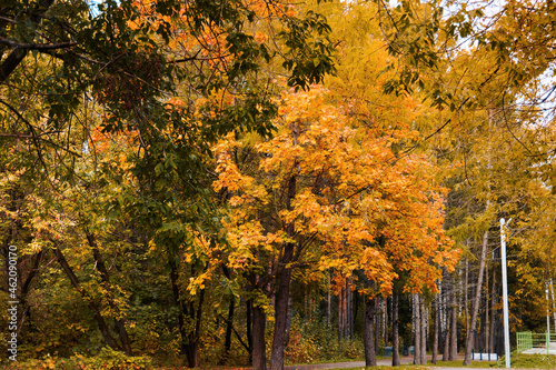 Autumn, trees covered with yellow and red leaves. Fallen leaves on the grass and ground. Autumn day in the park, walk in the open air