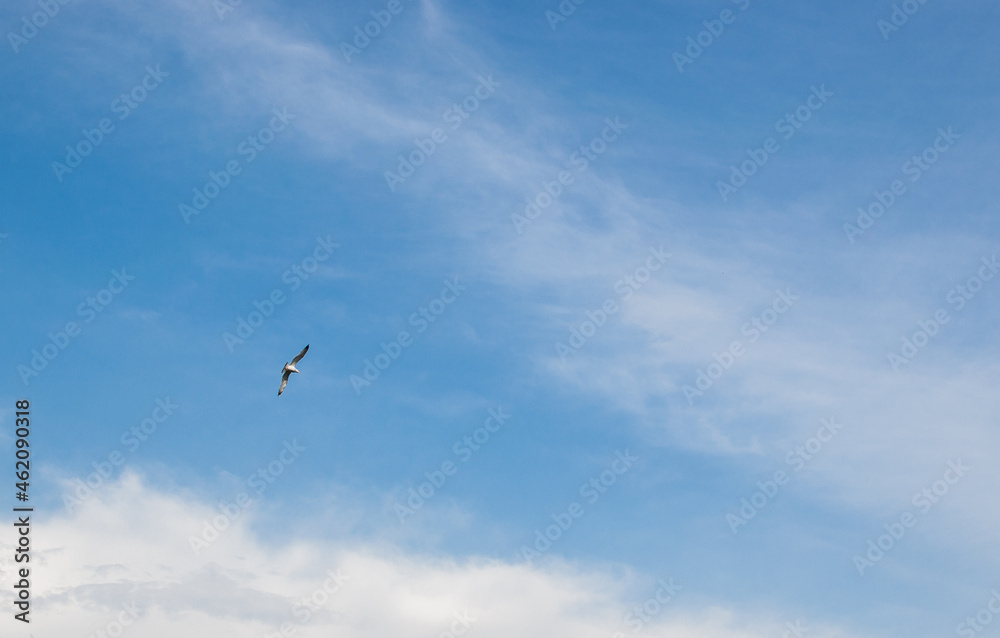 Seagull on background of beautiful blue sky in the evening with clouds. Copy space